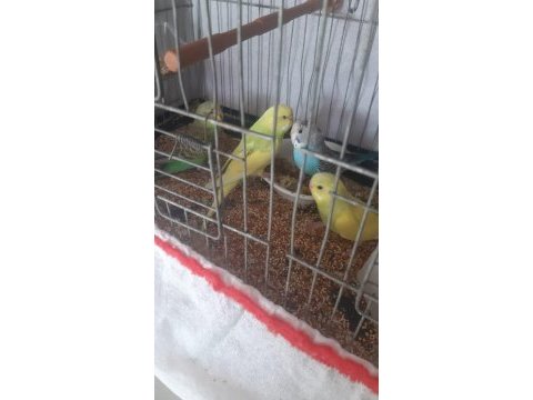 50 günlük muhabbet kuşları