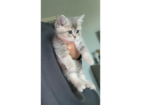 1.5 aylık erkek yavru kedimiz