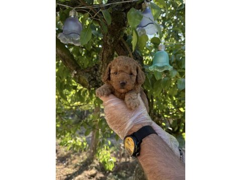 Toy poodle ırk garantili yavrularımız