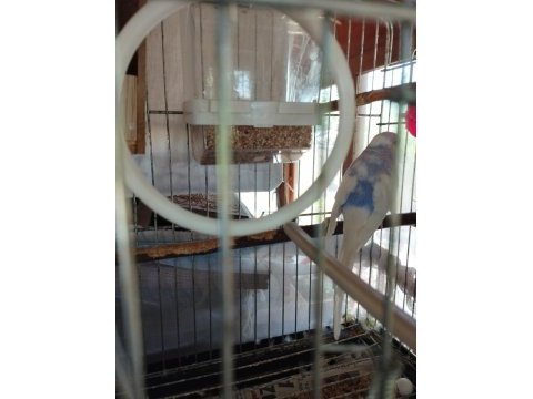 3 adet muhabbet kuşu