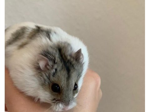 Hamster gonzales yavrularımız heryere gönderim