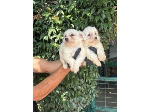 Maltese maltis yavru köpeklerimiz