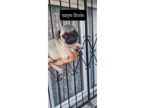 Pug mops bebekler