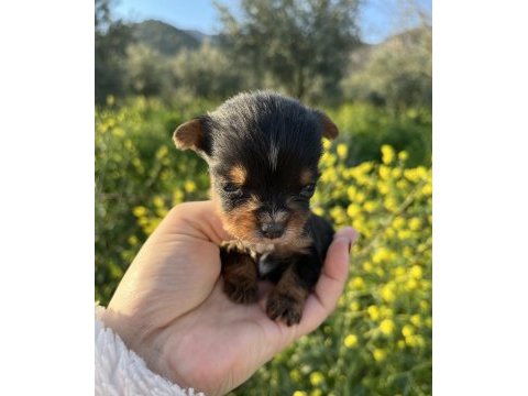 Minyatür pinscher yavrularımız