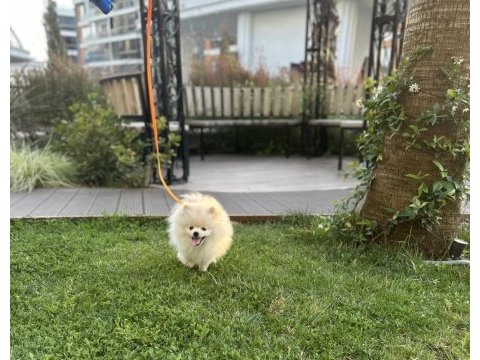 7 aylık sevimli pomeranian milky