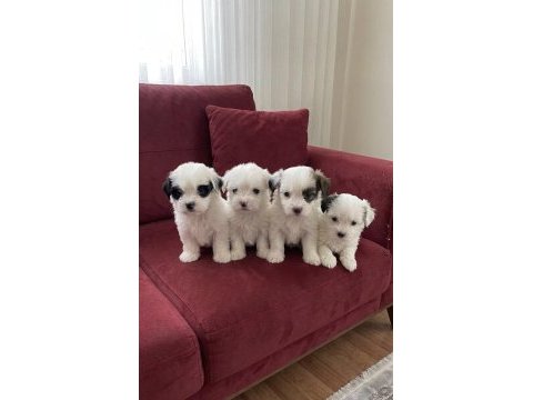 A kalite terrier maltese yavrular hazır