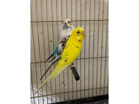 Jumbo ve çekoslovak muhabbet kuşu takım
