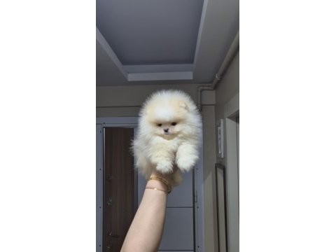 Üst kalite teacup ayıcık surat pomeranian boo erkek