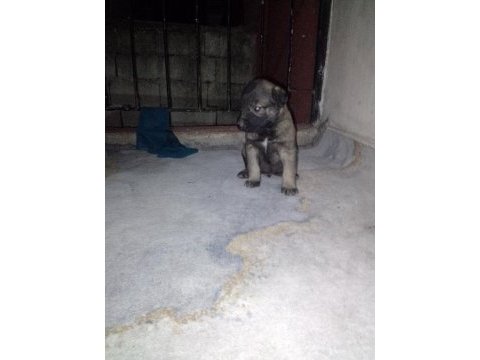 Safkan kangal