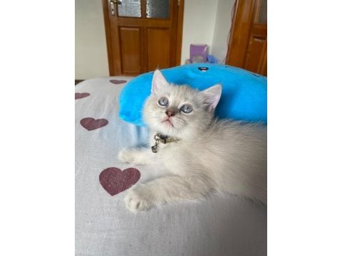 Blue point erkek kedimiz