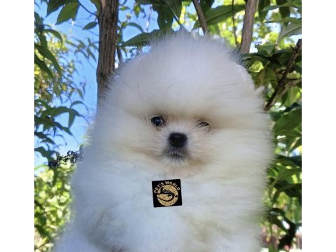 Pets world kentpark pomeranian boo