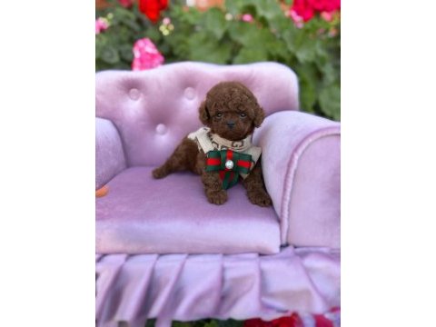 Teacup kore poodle