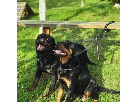 Baba türkiye şampiyonu anne baba srclı safkan köpekler
