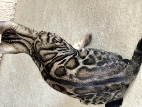 Silver bengal show class
