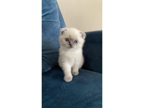 Şeker gibi top kafa scottish fold yavrumuz