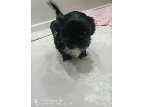 Shih tzu siyah