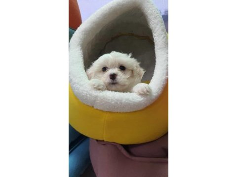 Maltese terrier malta