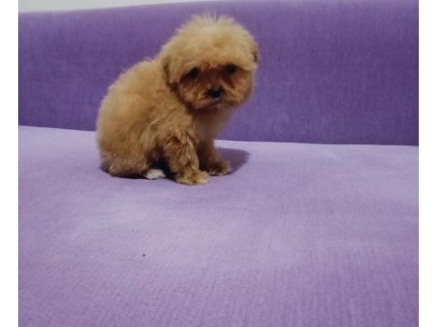 Mini boy tea cup maltipoo yavrumuz ırk garantili teslim