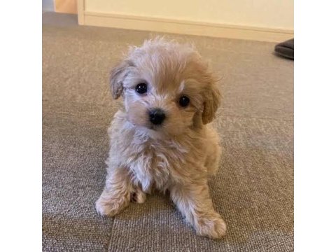 Ev üretimi gerçek teacup maltipoo