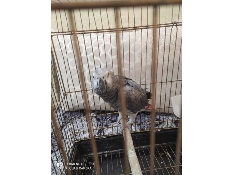 Damızlık jako papağanı