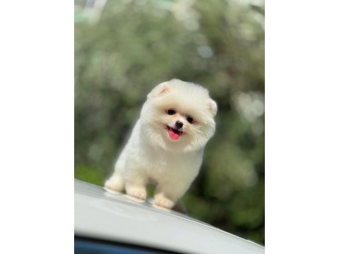 Show kalite pomeranian yavrular