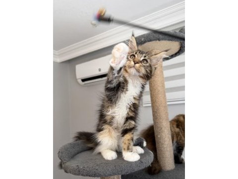 Xxxl maine coon 2209 dişi