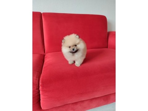 Pomeranian teddy erkek