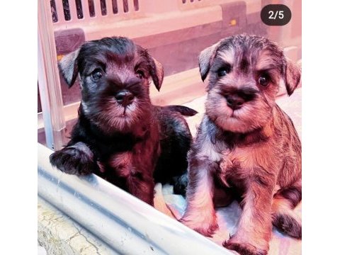 Fcı şecereli miniature schnauzer köpekler