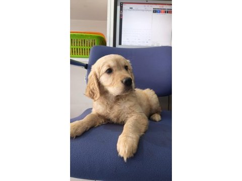 Irk ve sağlık garanti orjinal golden bebeğimiz