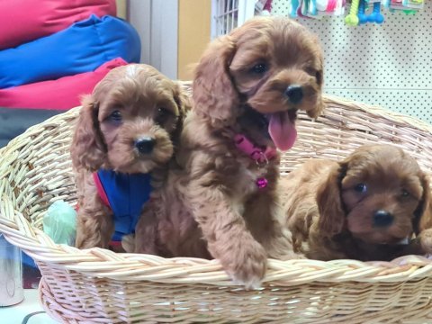 Anne baba orjinal cavapoo yavrular