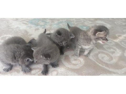Ücretli sahiplenme british shorthair
