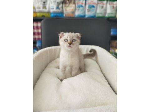 2 aylık scottish fold blue point dişi