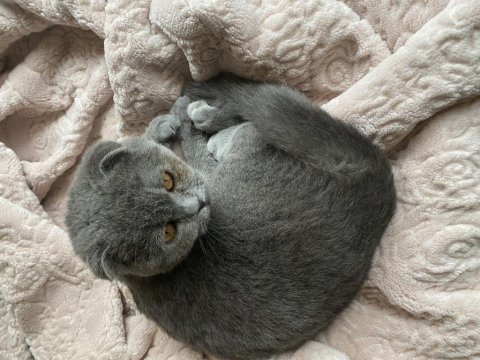 Scottish fold 6 aylık dişi