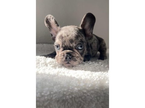 Renkli gözlü french bulldog yavrularım