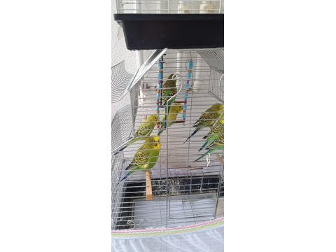 Konuşan baba ve muhabbet kuşu yavrular