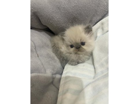 Saf kanlı bluepoint himalayan kedim