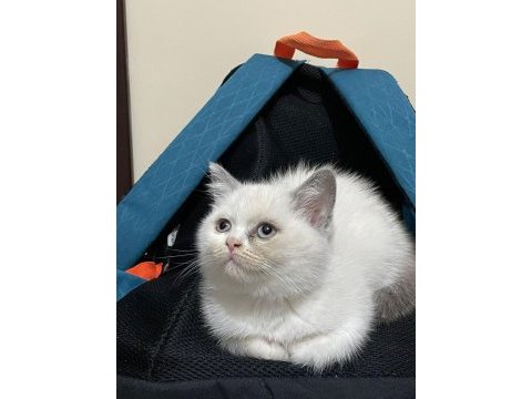 British shorthair blue point