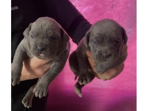 A kalite dev cane corso yavruları