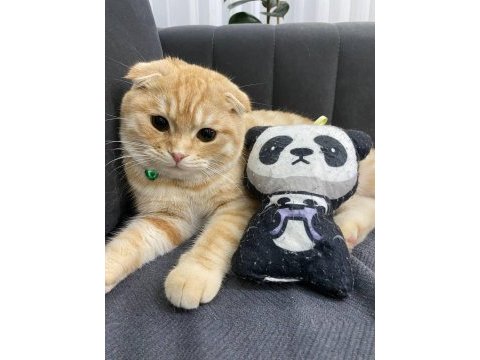 Sarı scottish fold