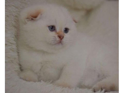 Topaç kafa silver scottish fold