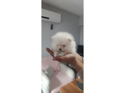 Pomeranian en tatlı yavrucuklar
