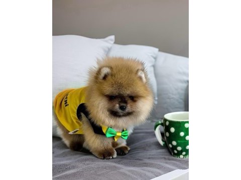 Üst segment pomeranian boo ayı surat erkek yavrumuz antalya