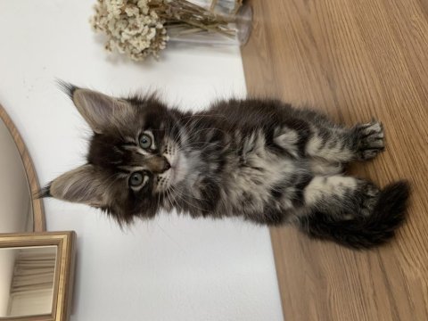 Xxl maine coonlar 2 aylık