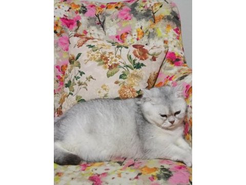 Dişi british