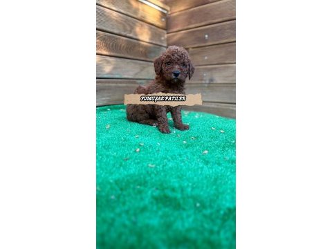 Red toy poodle