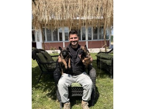 Belçika malinois yavrular