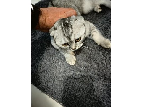 2 adet dişi ve kısırlaştırılmış scottish fold