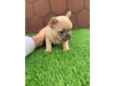 Kalıcı renkli gözlü ırk garantili french bulldog yavrularım