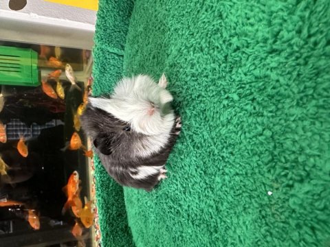 Renk renk guineapig bebekler