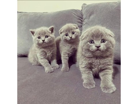 Bebek yüz top kafa scottish fold yavrularımız